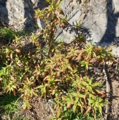 Phytolacca octandra at Goulburn, NSW - 16 Jun 2021 12:37 PM