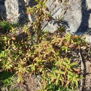 Phytolacca octandra at Goulburn, NSW - 16 Jun 2021 12:37 PM