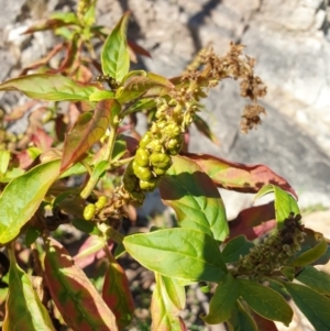 Phytolacca octandra at Goulburn, NSW - 16 Jun 2021 12:37 PM