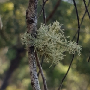 Usnea sp. (genus) at Goulburn, NSW - 16 Jun 2021