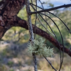 Usnea sp. (genus) at Goulburn, NSW - 16 Jun 2021