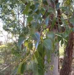 Brachychiton populneus (Kurrajong) at Goulburn, NSW - 16 Jun 2021 by Rixon