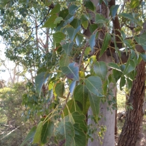 Brachychiton populneus at Goulburn, NSW - 16 Jun 2021 12:27 PM