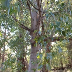 Brachychiton populneus at Goulburn, NSW - 16 Jun 2021 12:27 PM