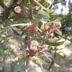 Grevillea arenaria at Goulburn, NSW - 16 Jun 2021 12:31 PM