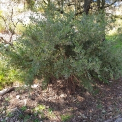 Grevillea arenaria at Goulburn, NSW - 16 Jun 2021 12:31 PM