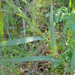 Stypandra glauca (Nodding Blue Lily) at Goulburn, NSW - 16 Jun 2021 by Rixon