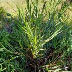 Stypandra glauca at Goulburn, NSW - 16 Jun 2021