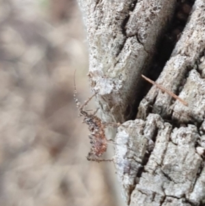 Reduviidae (family) at Goulburn, NSW - suppressed