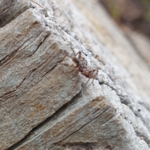 Reduviidae (family) at Goulburn, NSW - suppressed