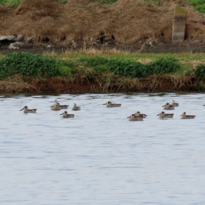 Malacorhynchus membranaceus (Pink-eared Duck) at Fyshwick, ACT - 18 Jun 2021 by RodDeb