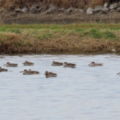 Malacorhynchus membranaceus at Fyshwick Sewerage Treatment Plant - 18 Jun 2021