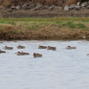 Malacorhynchus membranaceus at Fyshwick Sewerage Treatment Plant - 18 Jun 2021