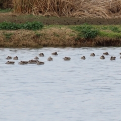 Malacorhynchus membranaceus at Fyshwick Sewerage Treatment Plant - 18 Jun 2021