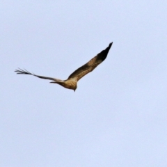 Haliastur sphenurus (Whistling Kite) at Fyshwick, ACT - 18 Jun 2021 by RodDeb