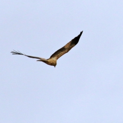 Haliastur sphenurus (Whistling Kite) at Fyshwick, ACT - 18 Jun 2021 by RodDeb