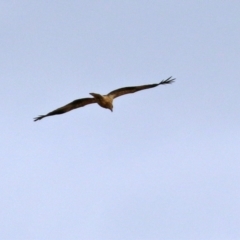 Haliastur sphenurus at Fyshwick, ACT - 18 Jun 2021 01:28 PM