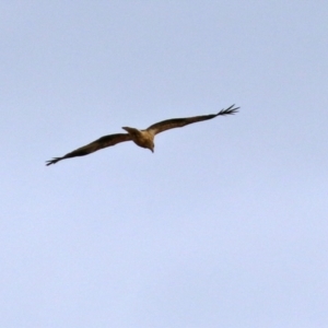 Haliastur sphenurus at Fyshwick, ACT - 18 Jun 2021 01:28 PM