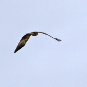 Haliastur sphenurus at Fyshwick, ACT - 18 Jun 2021 01:28 PM