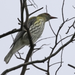 Oriolus sagittatus (Olive-backed Oriole) at Fyshwick, ACT - 18 Jun 2021 by RodDeb