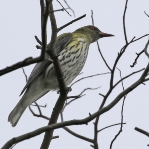 Oriolus sagittatus at Fyshwick, ACT - 18 Jun 2021