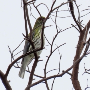 Oriolus sagittatus at Fyshwick, ACT - 18 Jun 2021