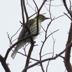 Oriolus sagittatus at Fyshwick, ACT - 18 Jun 2021