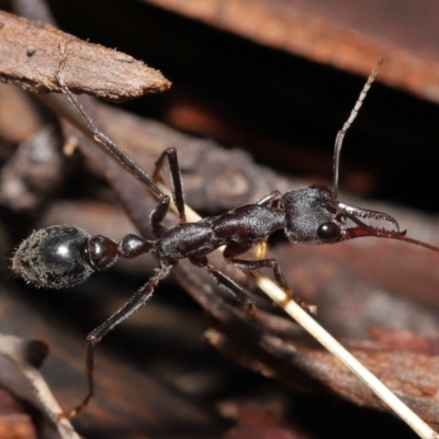 Myrmecia pyriformis (A Bull ant) at ANBG - 18 Jun 2021 by TimL
