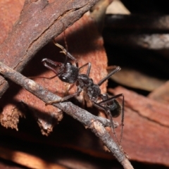 Myrmecia pyriformis at Acton, ACT - 18 Jun 2021 01:16 PM