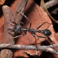 Myrmecia pyriformis at Acton, ACT - 18 Jun 2021