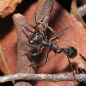 Myrmecia pyriformis at Acton, ACT - 18 Jun 2021