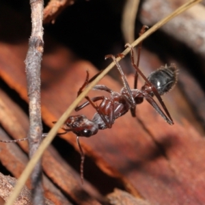 Myrmecia pyriformis at Acton, ACT - 18 Jun 2021