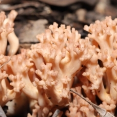 Ramaria sp. (A Coral fungus) at ANBG - 18 Jun 2021 by TimL