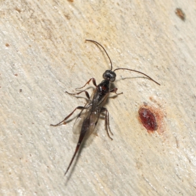 Monomachus antipodalis (A parasitic wasp) at ANBG - 18 Jun 2021 by TimL