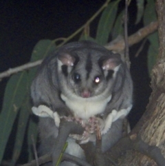 Petaurus norfolcensis (Squirrel Glider) at Bandiana, VIC - 10 Jun 2021 by WingsToWander