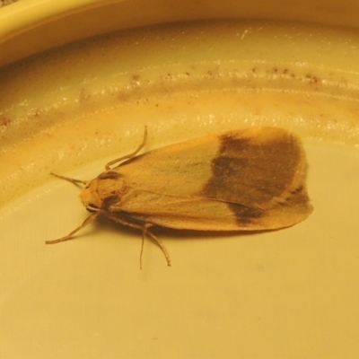 Threnosia heminephes (Halved Footman) at Pollinator-friendly garden Conder - 25 Mar 2021 by michaelb