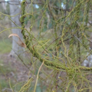 Cassytha pubescens at Bruce, ACT - 11 Apr 2021