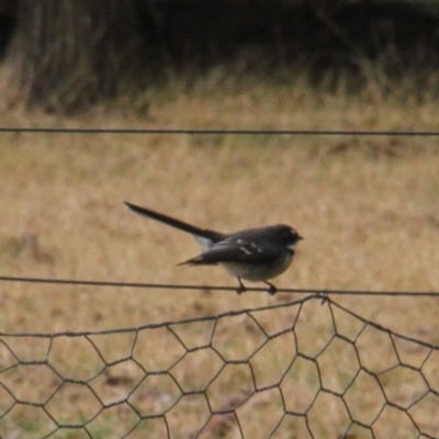 Rhipidura albiscapa (Grey Fantail) at Murrumbateman, NSW - 18 Jun 2021 by davobj