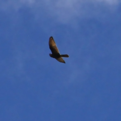 Falco berigora (Brown Falcon) at Murrumbateman, NSW - 18 Jun 2021 by davobj