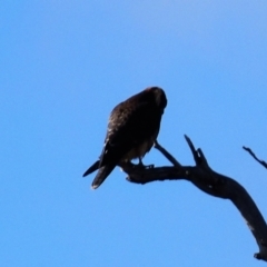 Falco longipennis (Australian Hobby) at Gungahlin, ACT - 19 Jun 2021 by AndyRussell