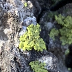 Lichen - foliose at Braddon, ACT - 15 Jun 2021