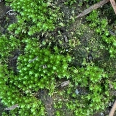 Bryaceae (family) (A moss) at City Renewal Authority Area - 15 Jun 2021 by JanetRussell