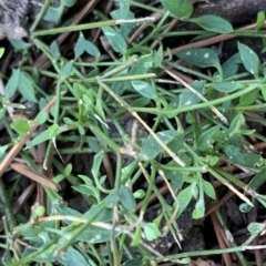 Einadia nutans subsp. nutans (Climbing Saltbush) at Braddon, ACT - 15 Jun 2021 by JanetRussell