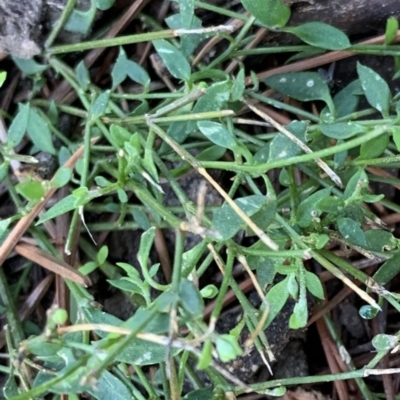 Einadia nutans subsp. nutans (Climbing Saltbush) at Braddon, ACT - 15 Jun 2021 by JanetRussell