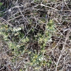 Melichrus urceolatus at Moonbah, NSW - 5 Jun 2021 12:30 PM