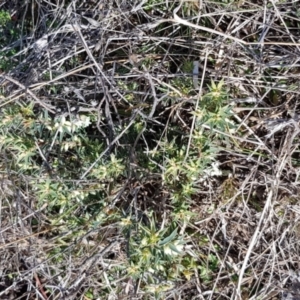 Melichrus urceolatus at Moonbah, NSW - 5 Jun 2021 12:30 PM