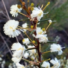Acacia genistifolia (Early Wattle) at Cook, ACT - 17 Jun 2021 by drakes