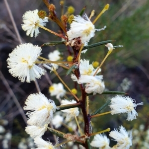 Acacia genistifolia at Cook, ACT - 18 Jun 2021