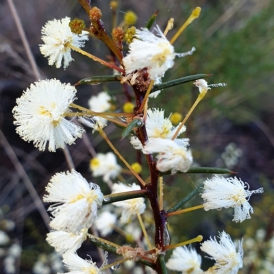 Acacia genistifolia (Early Wattle) at Cook, ACT - 17 Jun 2021 by drakes