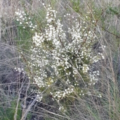 Acacia genistifolia at Cook, ACT - 18 Jun 2021